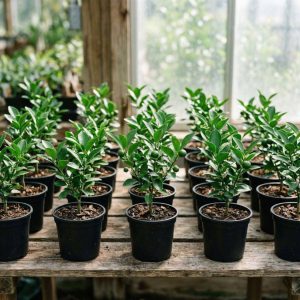 Calamansi Live Plant, Indoor Citrus Tree with Edible Fruit