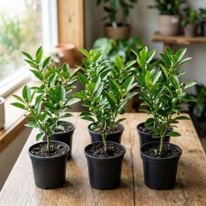 Calamansi Live Plant, Indoor Citrus Tree with Edible Fruit