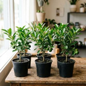 Calamansi Live Plant, Indoor Citrus Tree with Edible Fruit